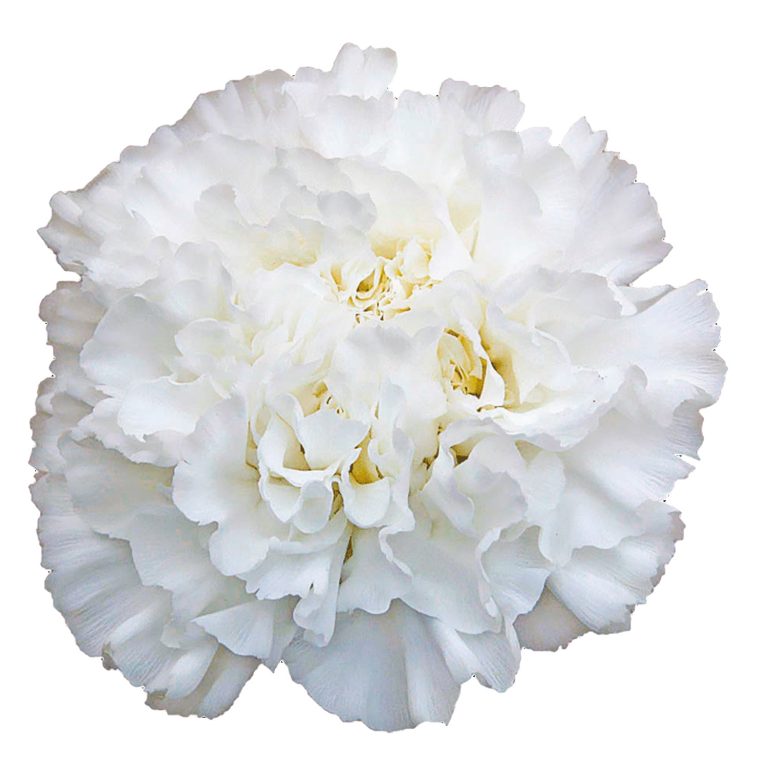 OEILLET MONT BLANC 70